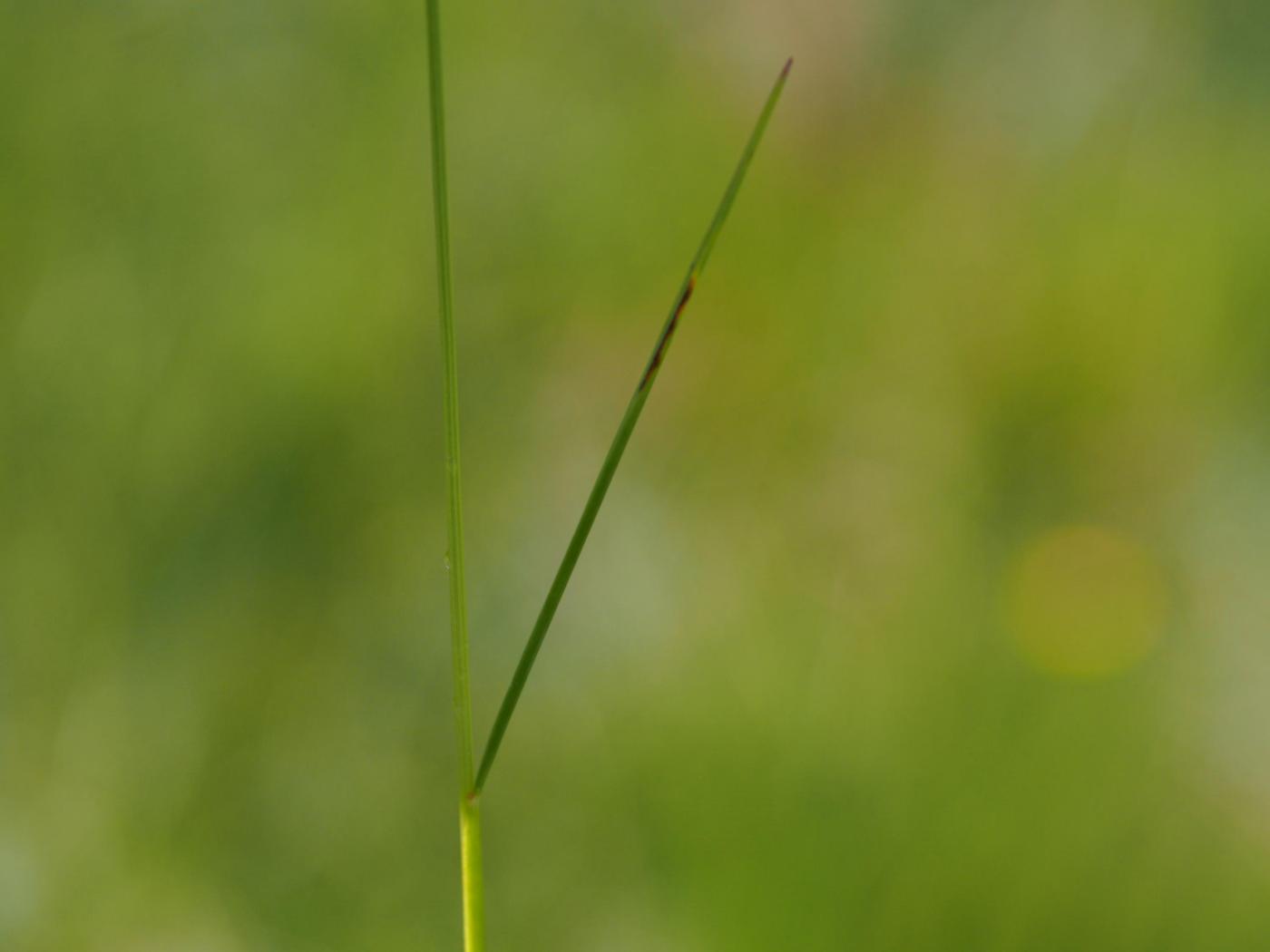 Fescue, (Streamside) leaf